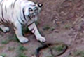 White Tiger, Bitten by Snake, Dies at Indore Zoo